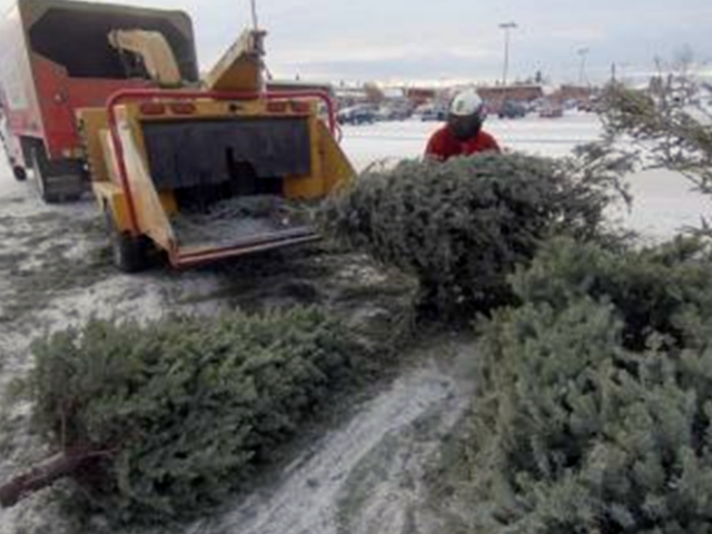 a guide to getting rid of your christmas tree in a guide to getting rid of your christmas tree in