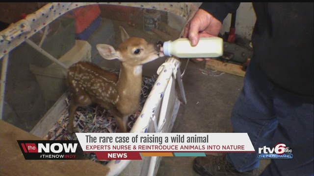 wildlife in indiana