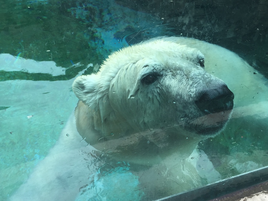 Indianapolis Zoo polar bear exhibit to close - TheIndyChannel.com