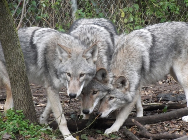 Coyote-wolf hybrid, called a coywolf, has been spotted in southwest Indianapolis