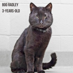 Pics: Adoptable pets in Hamilton County