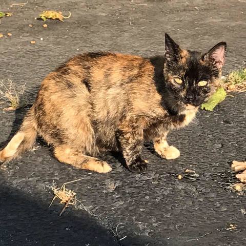 Combating the feral cat problem with trap, spay, neuter ...