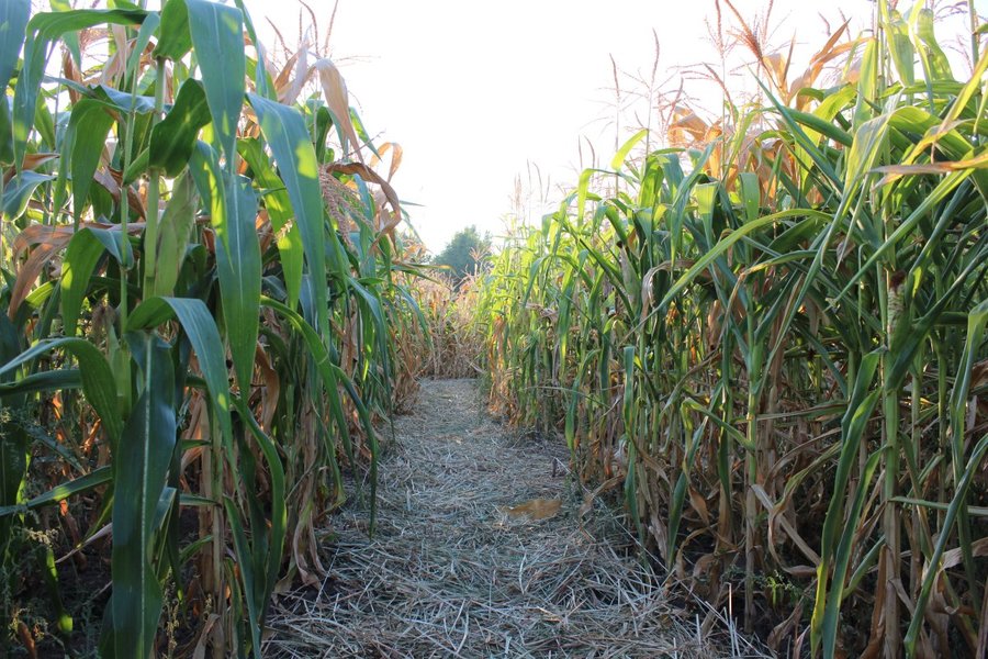 5 awesome corn mazes to visit in central Indiana this fall - TheIndyChannel.com ...